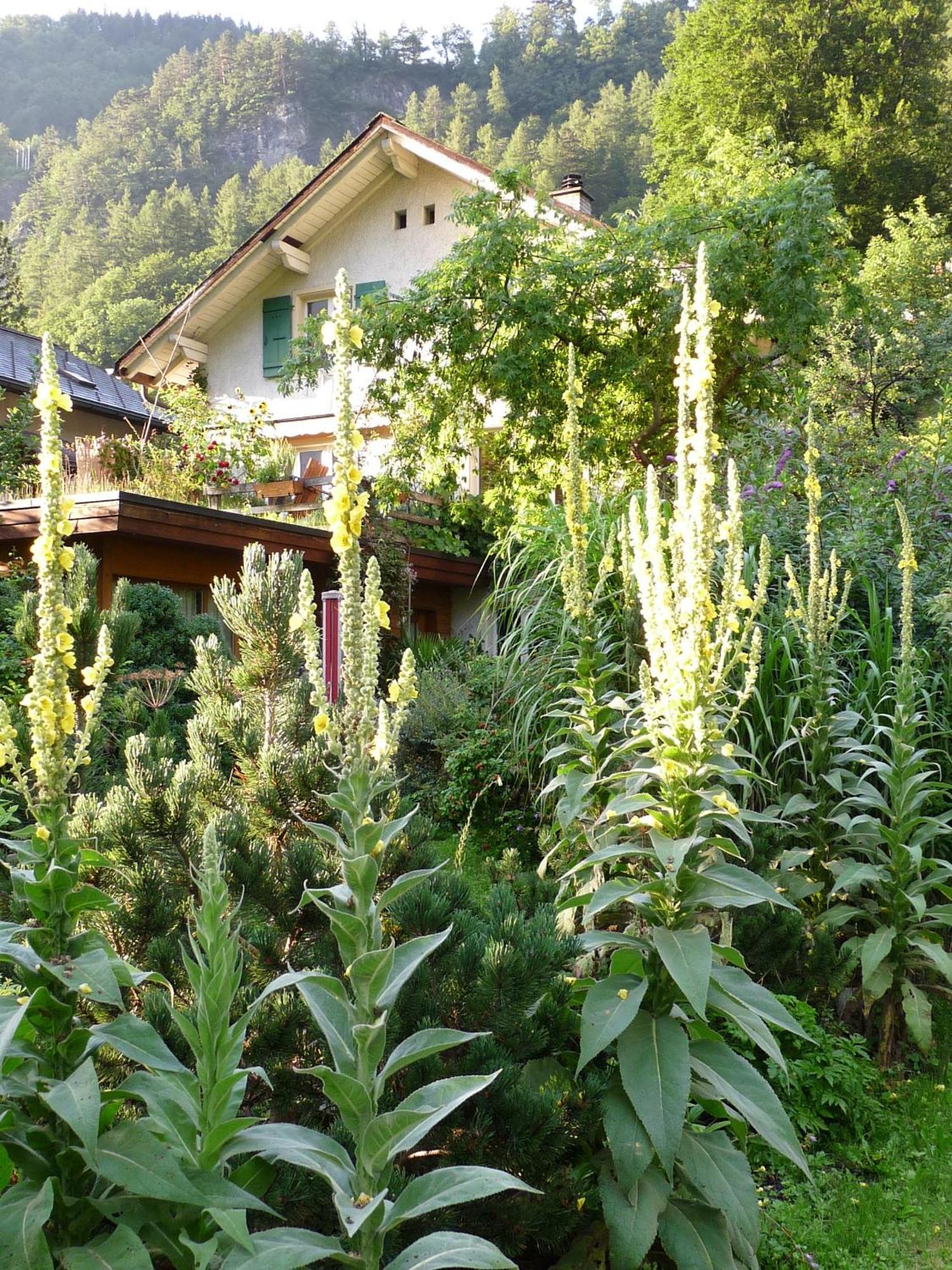 Dunkel Blaue Maus Bed & Breakfast Meiringen Bagian luar foto